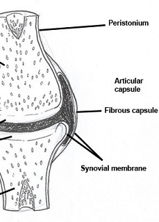 Home Study Anatomy | Online Human Anatomy Course